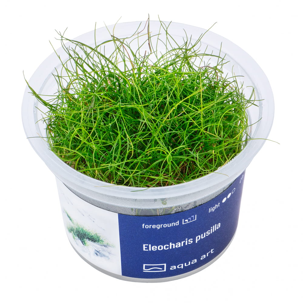 4000 Eleocharis pusilla - top.jpg